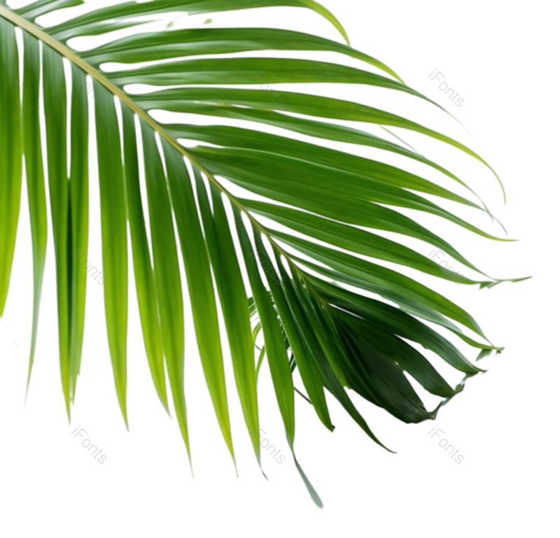 叶子图片,自然元素,植物PNG,免抠素材